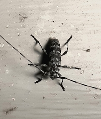 Acanthocinus obsoletus