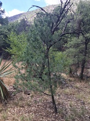 Pinus cembroides bicolor