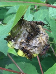 Polistes nipponensis