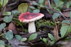 Russula persanguinea