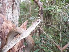 Phrynonax poecilonotus poecilonotus