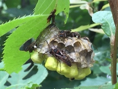 Polistes nipponensis