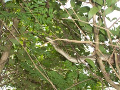 Phrynonax poecilonotus poecilonotus