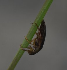 Pelocoris