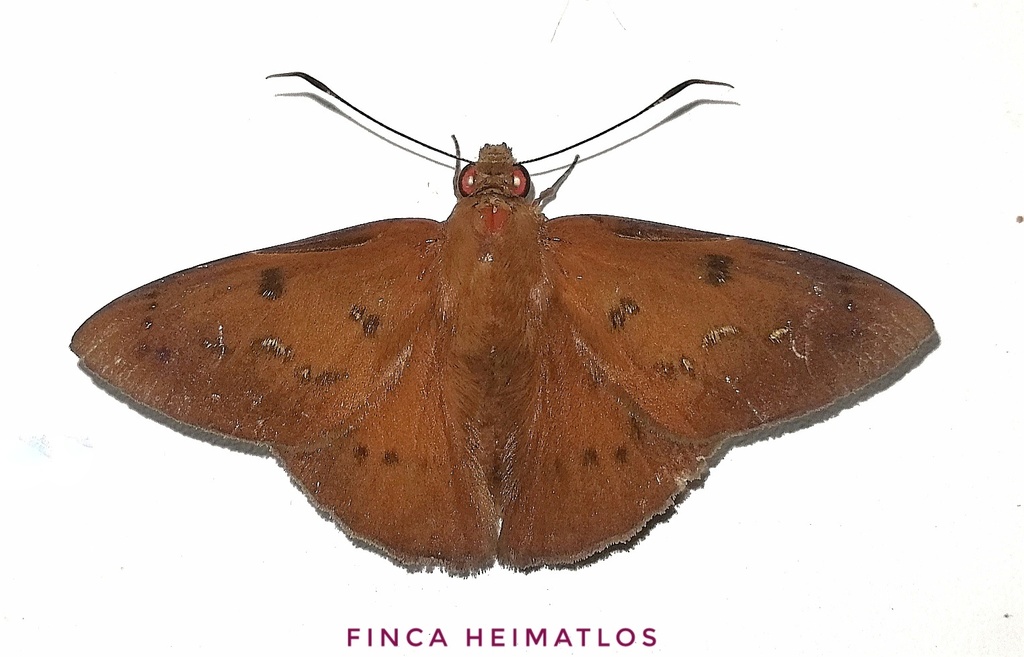 Dyscophellus porsena