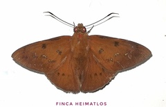 Dyscophellus porsena