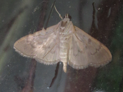 Rivula sericealis