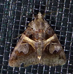 Drasteria grandirena