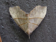 Gonepatica opalina