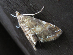 Elophila turbata