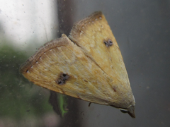 Rivula sericealis