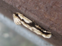 Erechthias atririvis