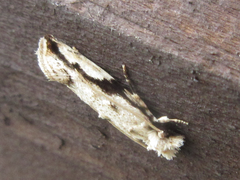 Erechthias atririvis