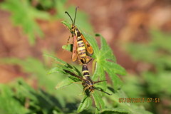 Synanthedon bibionipennis