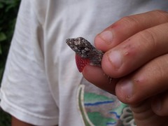 Anolis beckeri