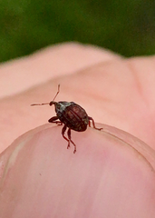 Anthonomus quadrigibbus