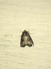 Lateroligia ophiogramma