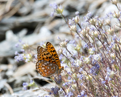 Speyeria coronis semiramis