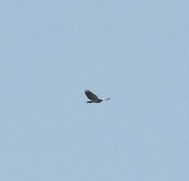 Geranoaetus melanoleucus