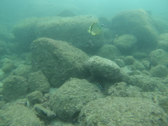 Johnrandallia nigrirostris