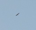 Geranoaetus melanoleucus