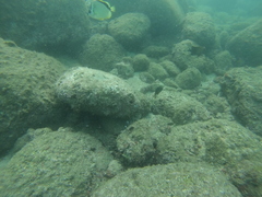 Johnrandallia nigrirostris