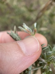 Dasineura lupinorum
