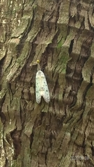 Pyrops watanabei