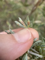 Dasineura lupinorum