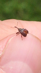 Anthonomus quadrigibbus