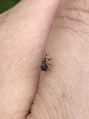 Anthonomus quadrigibbus