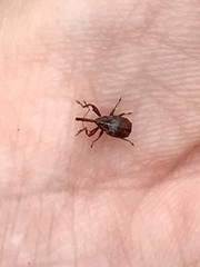 Anthonomus quadrigibbus