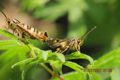 Synanthedon bibionipennis