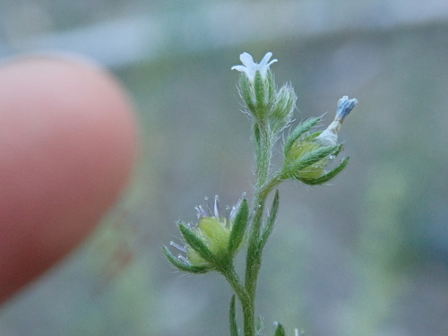montane stickseed (Lappula montana)