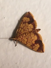 Portentomorpha xanthialis