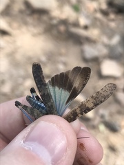 Trimerotropis cyaneipennis