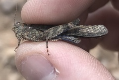 Trimerotropis cyaneipennis