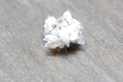 Pseudomallada parabolus