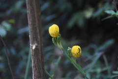Trimezia martinicensis