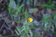 Trimezia martinicensis