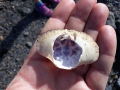 Metacarcinus novaezelandiae