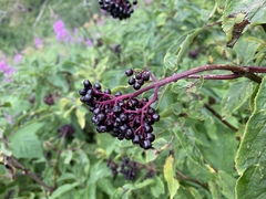 Sambucus racemosa melanocarpa