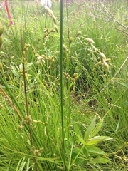 Carex tenera