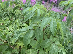 Sambucus racemosa melanocarpa