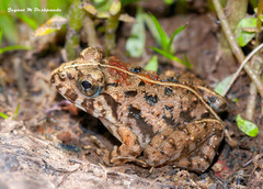 Minervarya rufescens