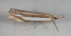 Crambus pascuella