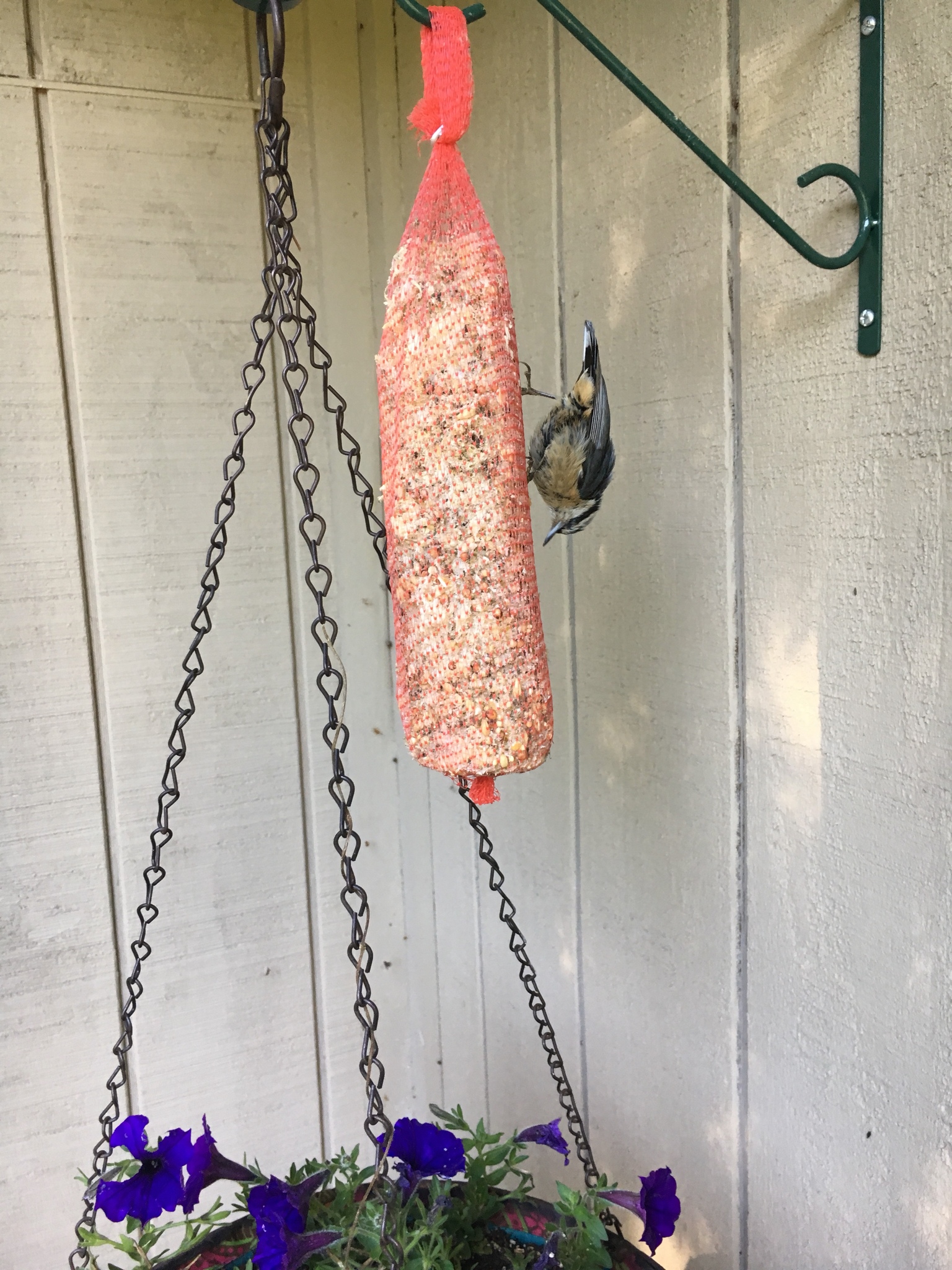 Red-breasted Nuthatch