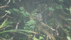Caprimulgiformes