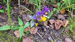 Melampyrum nemorosum