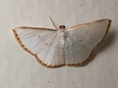 Image of Leuciris fimbriaria